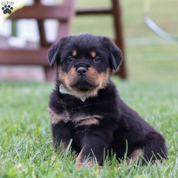 Ryder, Rottweiler Puppy